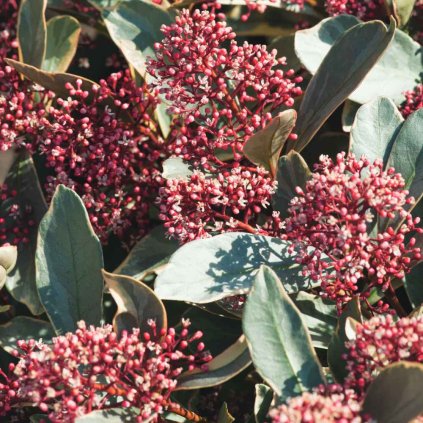 Skimmia japonica Bremen