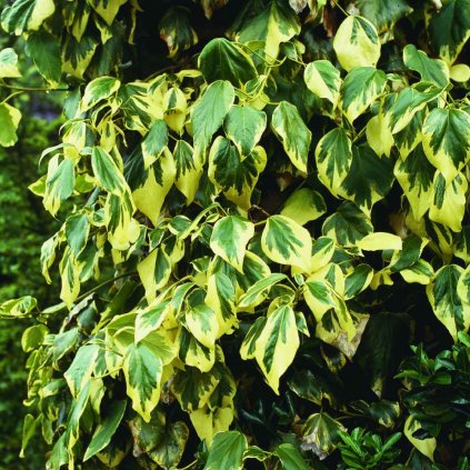 Hedera colchica Dentata Aureovariegata