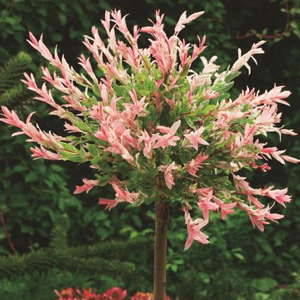 Salix integra 'Hakuro Nishiki'