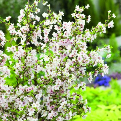 Prunus incisa Kojou no mai