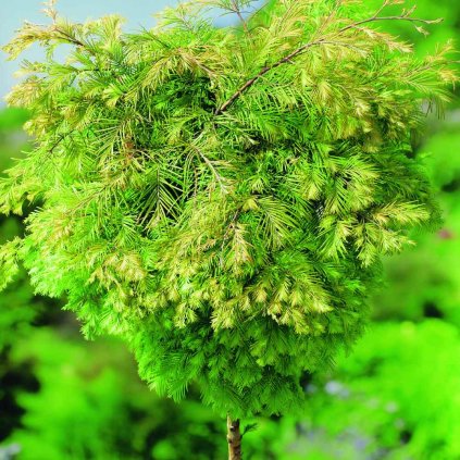 Metasequoia glypt. 'Matthaie'