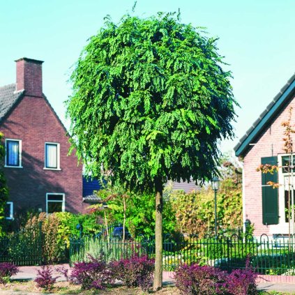 Robinia pseudoac.'Umbraculifera'