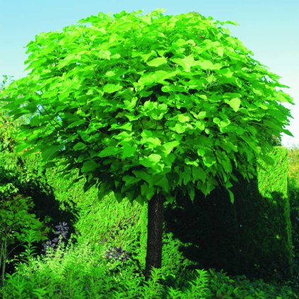 Catalpa bignonioides 'Nana'