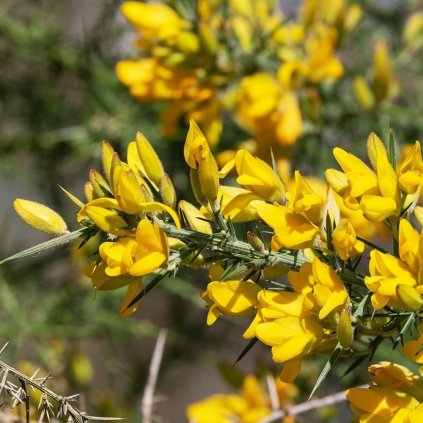 ulex europ