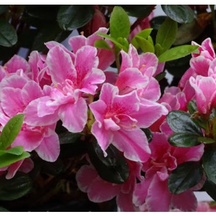 azalea pink poetry (2)