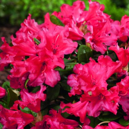 Rhododendron repens 'Scarlet Wonder'