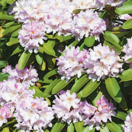 Rhododendron Hybr. 'Dufthecke' Lila®