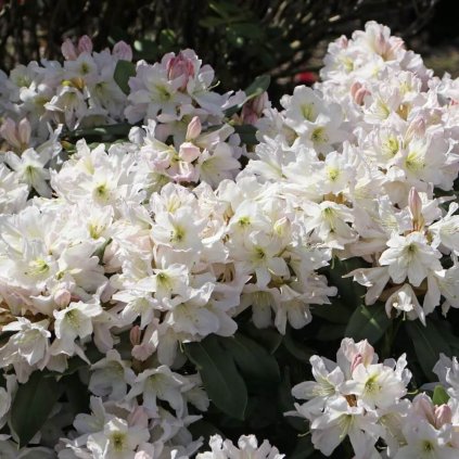 Rododendron Dufthecke Weiss