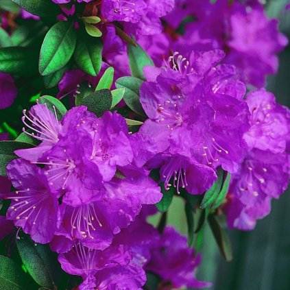 Rhododendron carolinianum 'P.J.Mezitt'