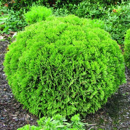 Thuja occidentalis 'Danica'