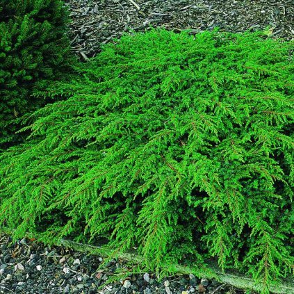 Juniperus com.'Green Carpet'