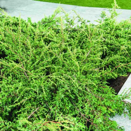 Juniperus com.'Repanda'