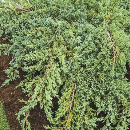 Juniperus squamata Blue Carpet