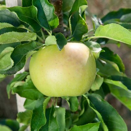 Malus domestica Goldcats