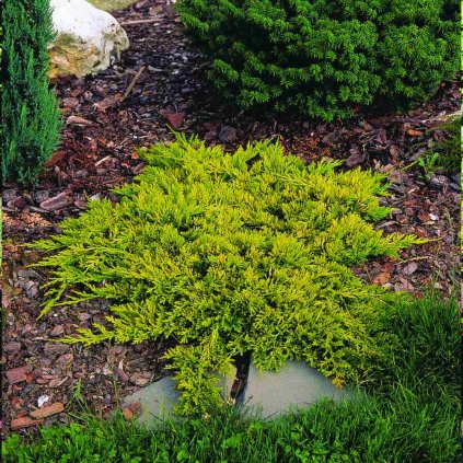 Juniperus horizontalis 'Golden Carpet'