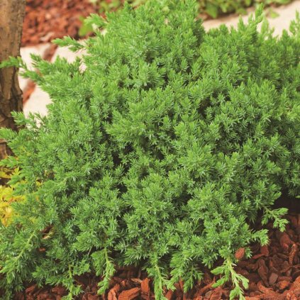 Juniperus procumbens 'Nana'