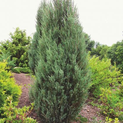 Juniperus scopulorum 'Blue Arrow'