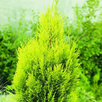 Thuja plicata '4ever Goldy'®