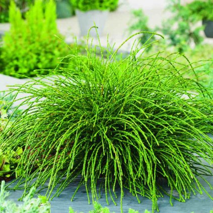 Thuja plicata 'Whipcord'