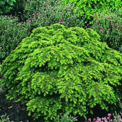Tsuga canadensis 'Nana'