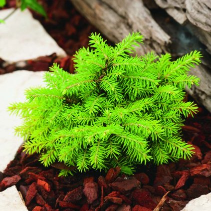 Picea abies 'Little Gem'