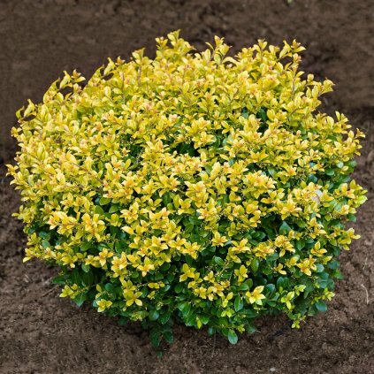 Ilex crenata 'Golden Gem'