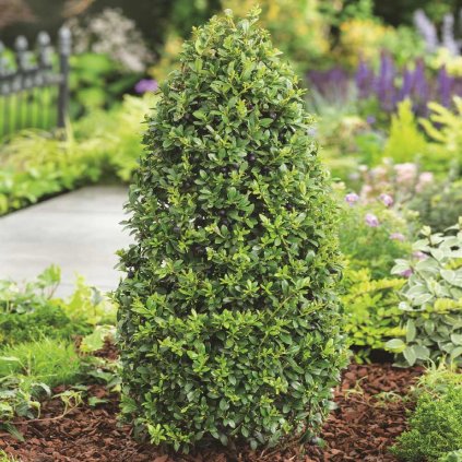 Ilex crenata 'Stokes'