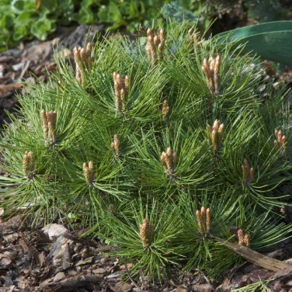 Pinus nigra 'Marie Bregeon'®