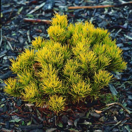 Pinus mugo 'Carstens Winter Gold'