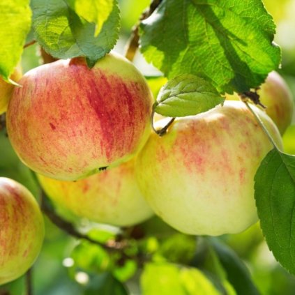 00 malus domestica delicado origin img