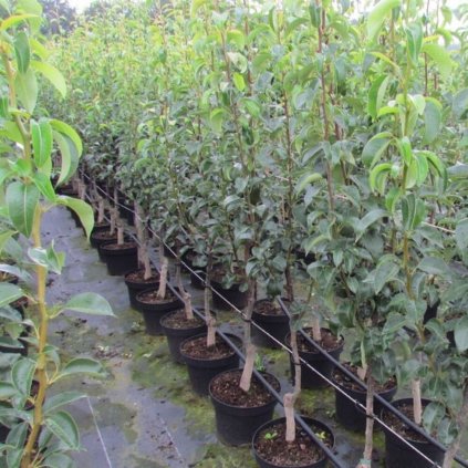 birnenbaum sommerblutbirne birne 8273 001lKvF9vcOPtqmi