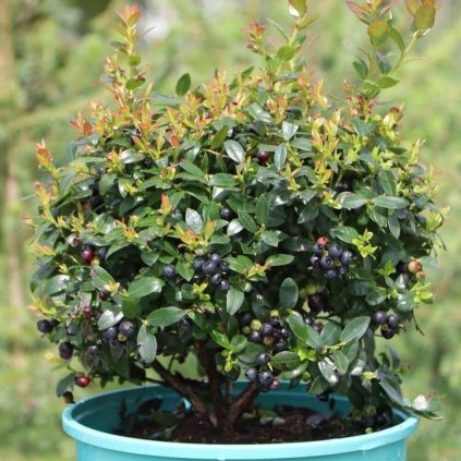 Cucoriedka BerryBux