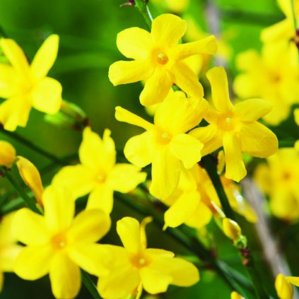 Jasminum nudiflorum