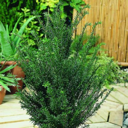 Taxus baccata 'Höpken's Gigant'