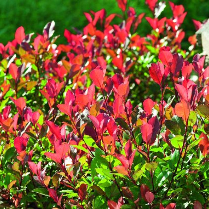 Photinia fraseri 'Devil's Dream'®