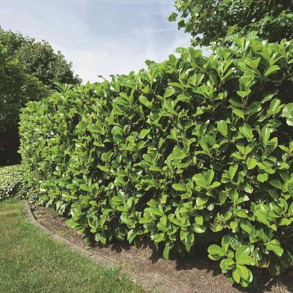 Prunus lauroc.'Etna'®