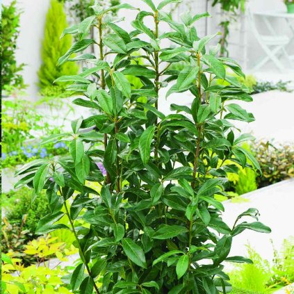 Prunus lauroc. 'Genolia'®