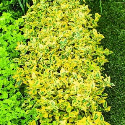 Euonymus fortunei 'Emerald'n Gold'