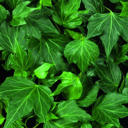 Hedera helix 'Green Ripple'
