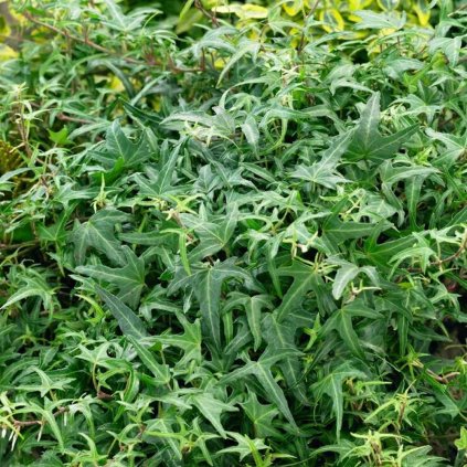 Hedera helix 'Heron'