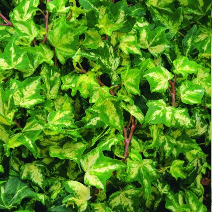 Hedera helix 'Kolibri'