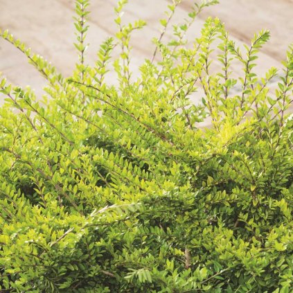 Lonicera nitida 'Moss Green'