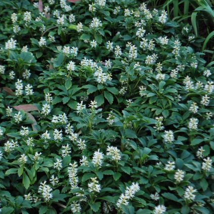 Pachysandra Terminalis