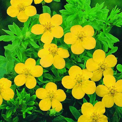 Potentilla gelb