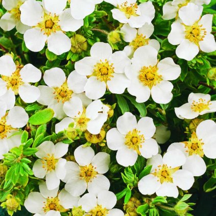 Potentilla weiß