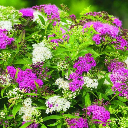 Spiraea japonica 'Shirobana'