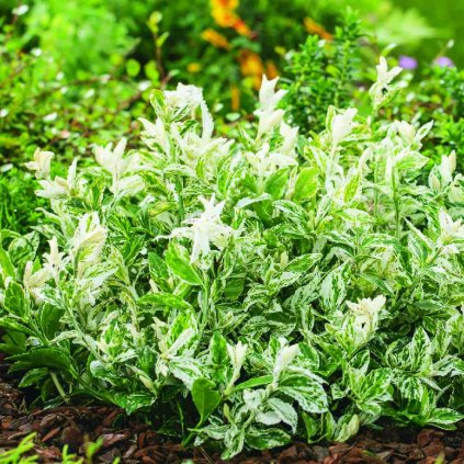 Euonymus fortunei 'Harlequin'