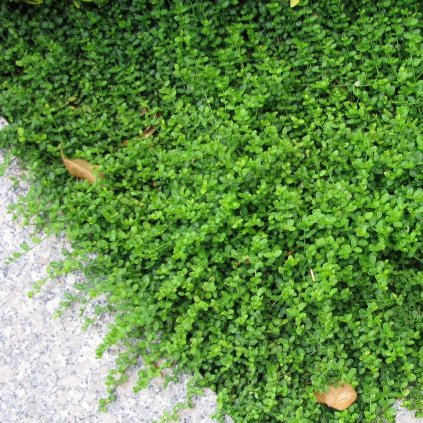 Euonymus fortunei 'Minimus'
