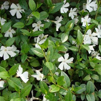 Vinca minor Alba