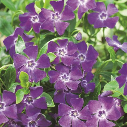 Vinca minor 'Atropurpurea'